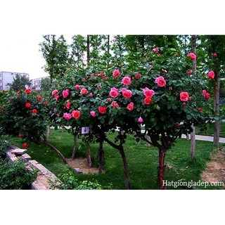 Hạt Giống Hoa Hồng Thân Gỗ