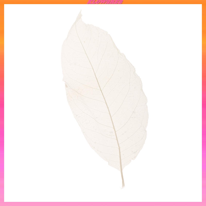 Set 2 / 50 Lá Mộc Lan Tự Nhiên Màu Trắng Trang Trí Sổ Tay