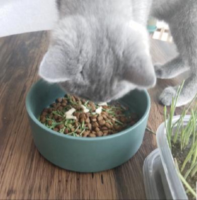 Trồng cỏ cho mèo cỏ lúa mì bộ kit dễ trồng tiêu hoá thải búi lông, sạch răng Con Mèo Xiêm