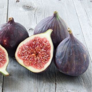 Cây sung mỹ black  quả tím