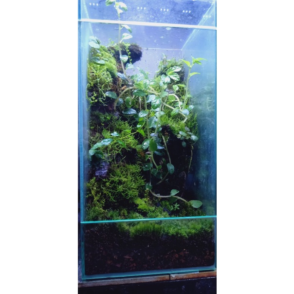 RÊU CỎ ĐẮP CHẬU BOSAI VÀ SETUP BỂ TERRARIUM