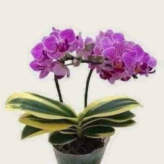 Hồ điệp lá biên đang nụ hoa