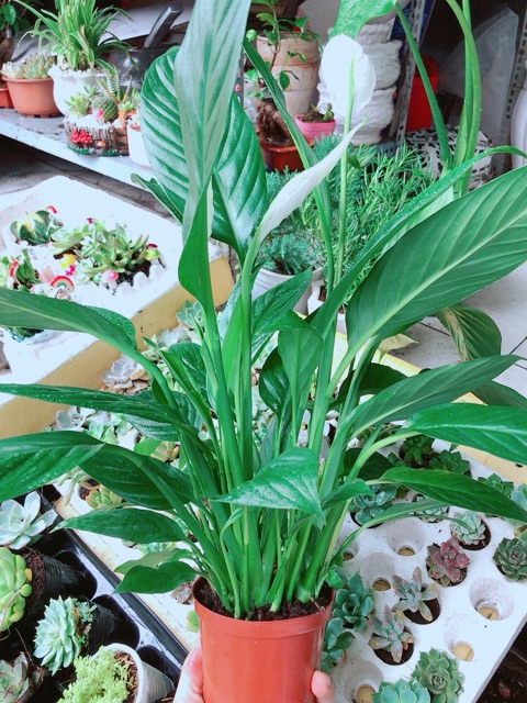 Chậu cây lan ý