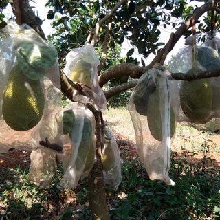 CÂY GIỐNG MÍT LÙN RUỘT ĐỎ ( CÂY GHÉP SIÊU SỚM)