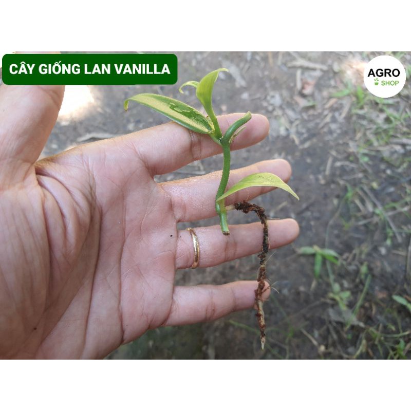 Cây Giống Vanilla - Lan Vani (Lô: 1 Cây)