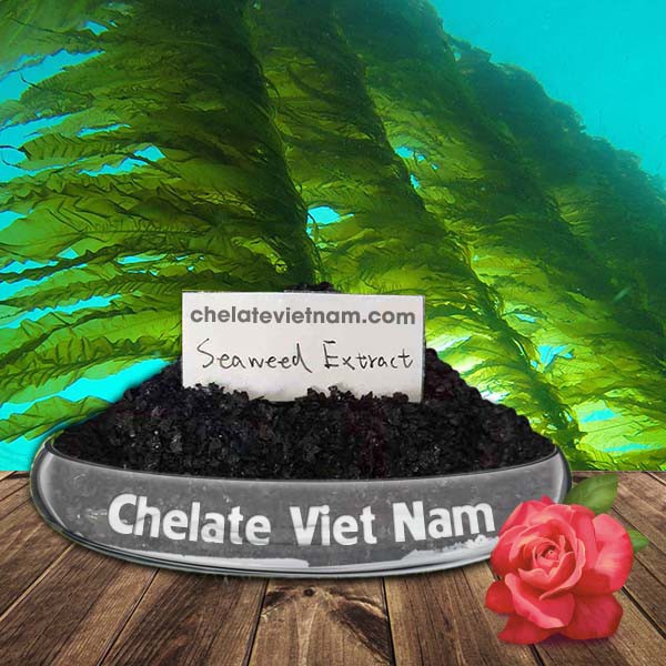 Bột rong biển (Seaweed extract powder) dạng bột, vảy tan 100% (gói 1kg)