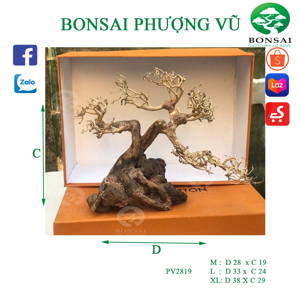 Bonsai mini bể cá thủy sinh, bể văn phòng Thế Phượng Vũ