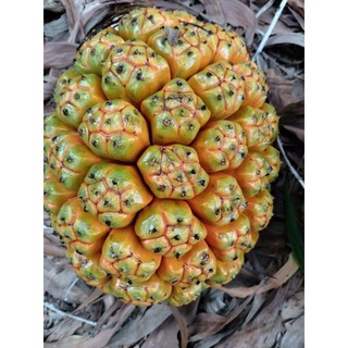 1kg QUẢ DỨA DẠI RỪNG KHÔ