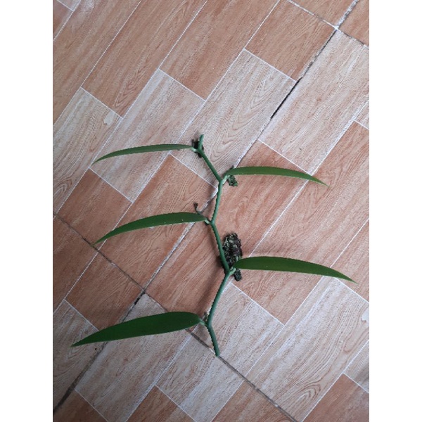 cành giống vani 25 cm