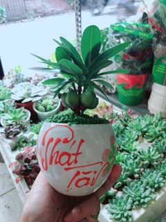 Chậu Cây May Mắn Phát Tài