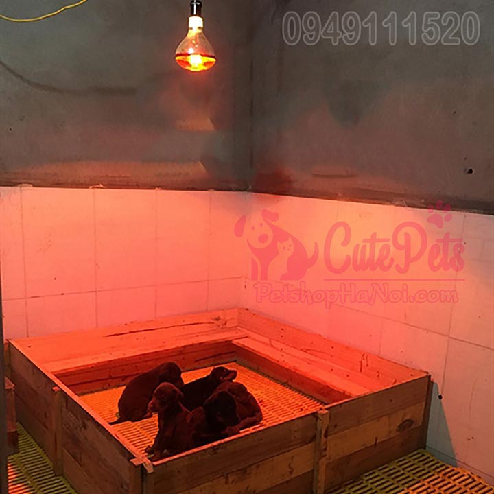 Bóng sưởi hồng ngoại dành cho cho chó mèo đẻ - Có phân loại phụ kiện chỉnh nhiệt - CutePets