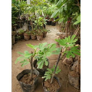 Sung Mĩ giống chuẩn f1