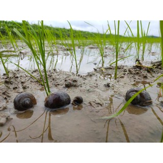 Thuốc diệt ốc Bolis