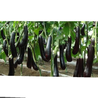 Hạt giống cà tím F1