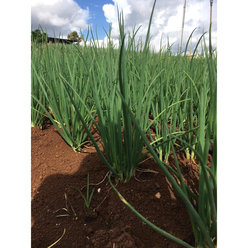 Hạt giống hành lá - hành hương cao sản Việt Á VA.307