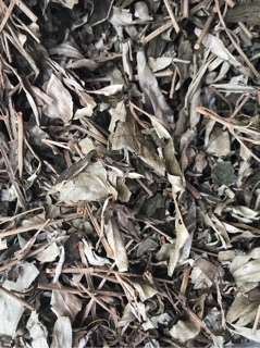 1 kg Cây khổ sâm