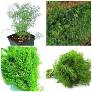 Hạt giống rau thì là