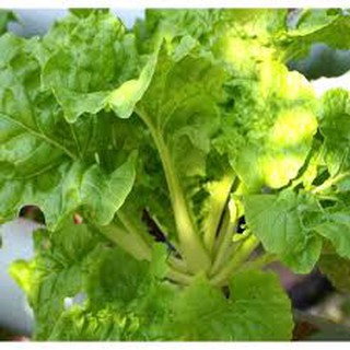 10 gram hạt giống cải bẹ dúm