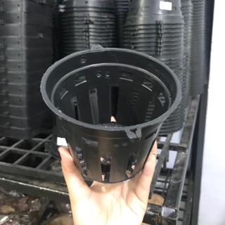 Combo 5 Chậu Nhựa Trồng Lan Phi 12