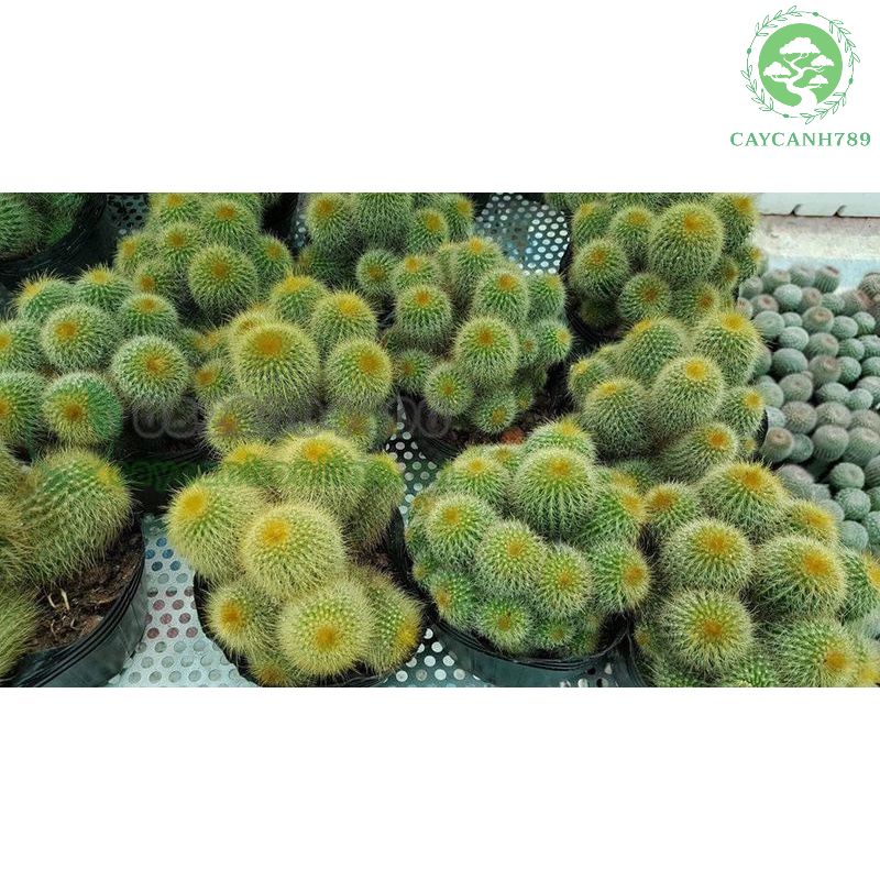 Cây xương rồng vàng (Ảnh thật)