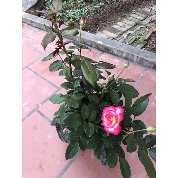 Cây hoa hồng Sếu Đầu Đỏ trưởng thành cao 60 cm  - Đã có hoa và nụ