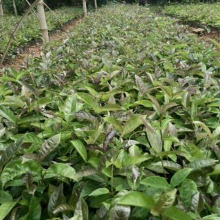 💙Set 2 cây ba kích tím 💧💧 MUA 2 TẶNG 1 💧💧 Số lượng có hạn