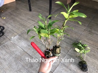 Lan Báo Hỷ hoa vàng