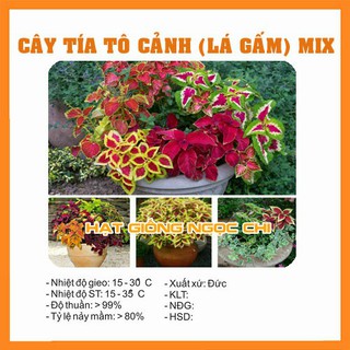 Hạt Giống Cây Tía Tô Cảnh (Cây Lá Gấm) - 50 Hạt