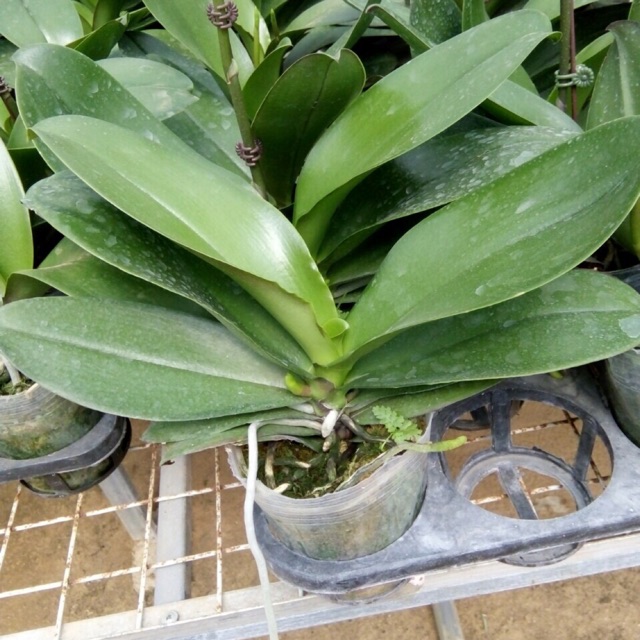 Lan hồ điệp combo 5 cây