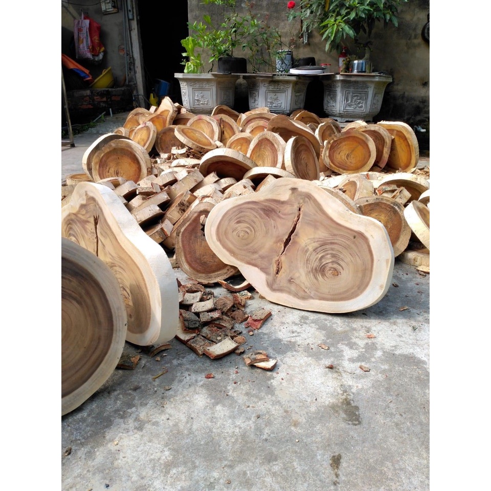 Mặt Gỗ Tròn Nguyên Khối Từ Thân Cây Tự Nhiên, Tấm Gỗ Mộc Làm Giá Thể Trồng Cây