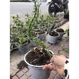 caykiengsadec_Cây cần thăng kiểng tặng phân bón cho cây