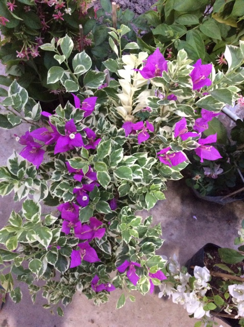 Cây hoa giấy Mỹ