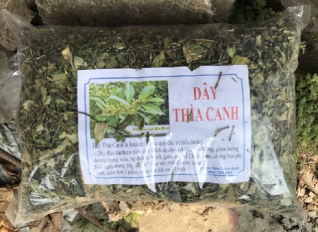 Dây thìa canh Hoà Bình - trị tiểu đường | BigBuy360 - bigbuy360.vn