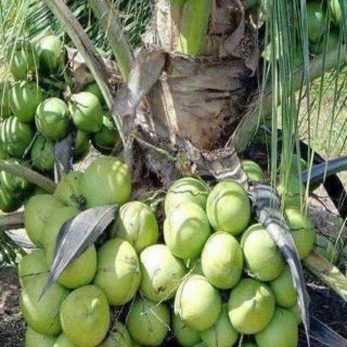 Cây giống dừa sáp