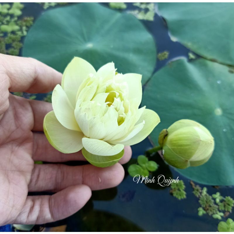 Củ sen mini Ngọc lục bảo