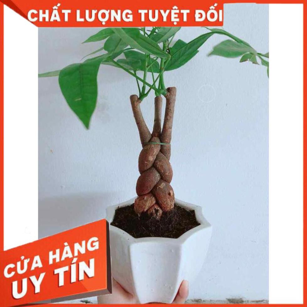 Chậu kim ngân  Nhiều Người Mua