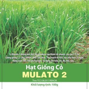 Hạt giống cỏ MULATO II 100g - cỏ chịu lạnh chịu hạn tốt, tái sinh lâu năm