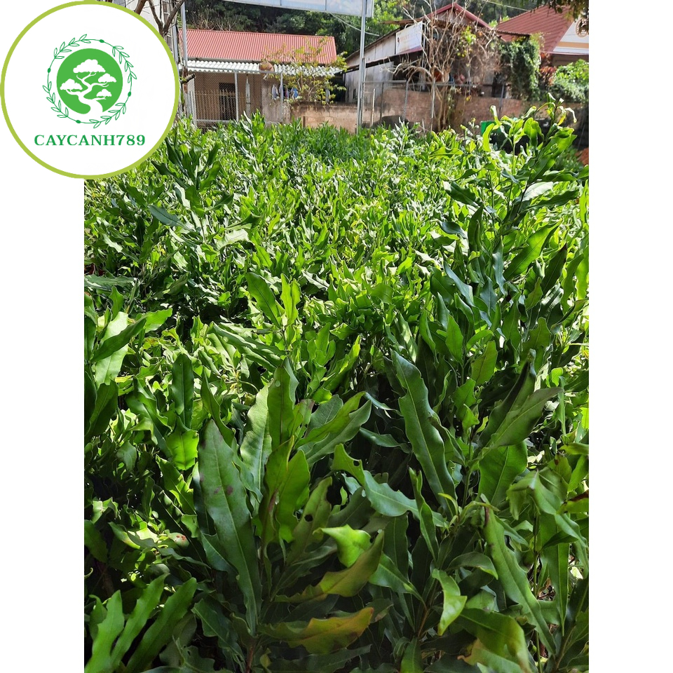 Cây macca F1 ra qua sau 2 năm cao 70cm(ảnh thật sô 2).