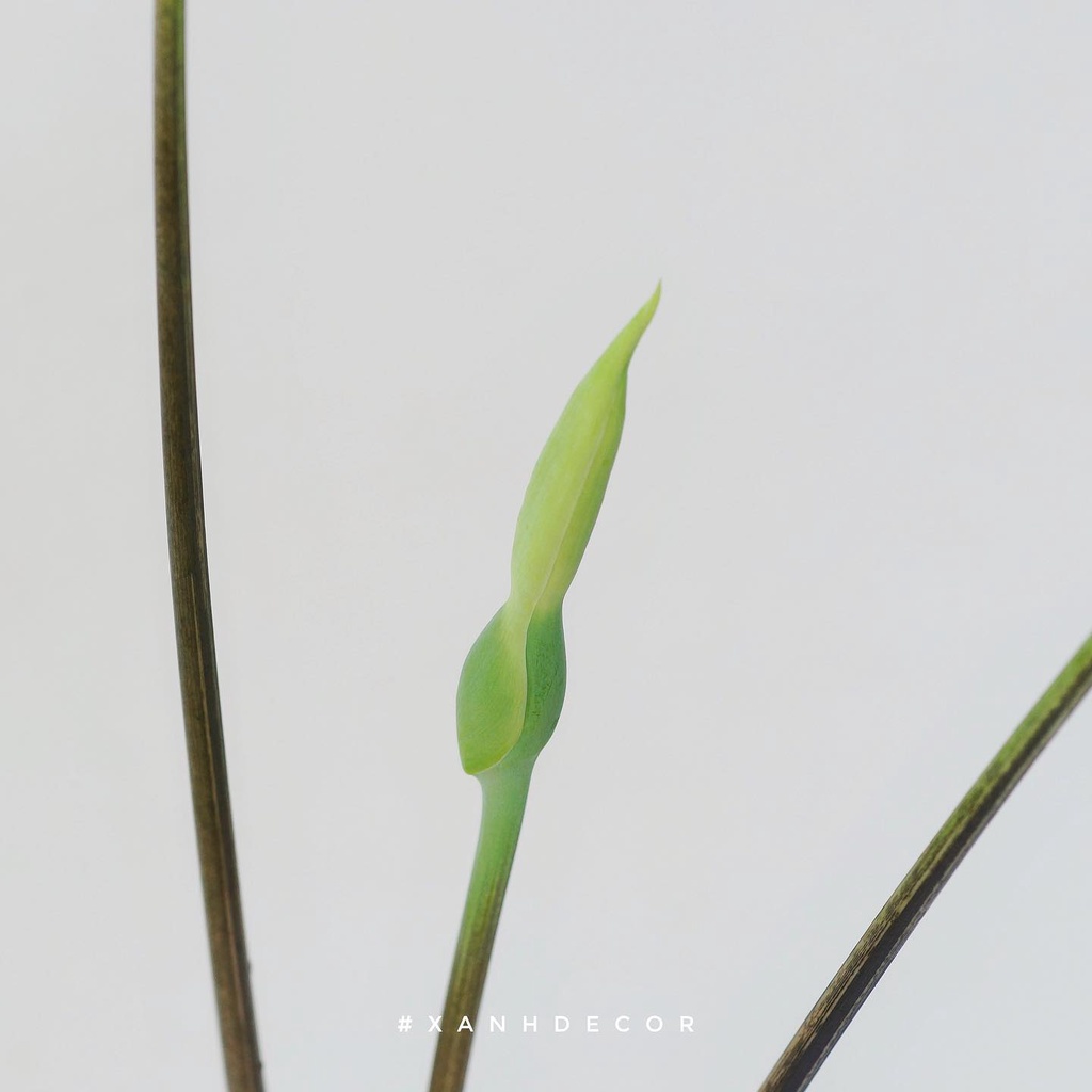 Cây Caladium White Christmas