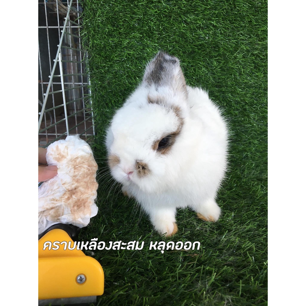 Tắm Khô Thú Cưng Tẩy Ố 🐶 FREE SHIP 🐶 Vệ Sinh Lông Dạng Xịt Phun Thành Phần TỰ NHIÊN Cho Chó Mèo Thỏ , Bọ , Sóc Bắc Mỹ