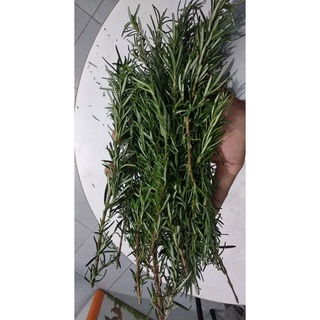 Fresh Rosemary hương thảo Tươi 10g/50g