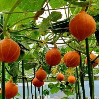 BÍ NGÔ MẶT TRỜI