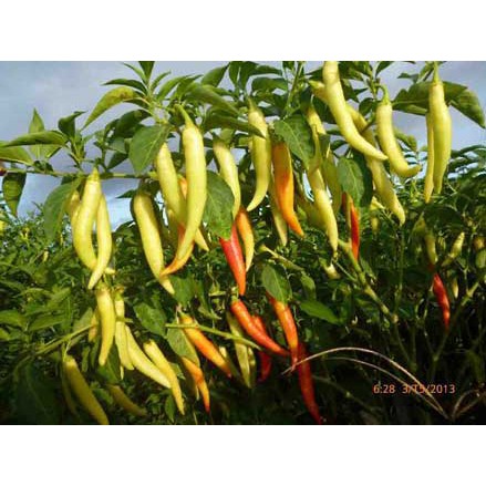 HẠT ỚT LAI F1 SỪNG VÀNG CHÂU PHI - GÓI 0,5 GRAM