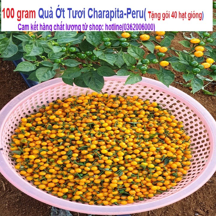 100 gram Quả Ớt Charapita-peru (tặng gói 40H hạt gióng)