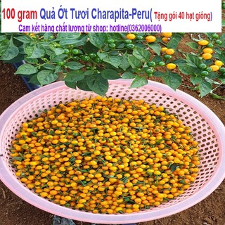 100 gram Quả Ớt Charapita-peru