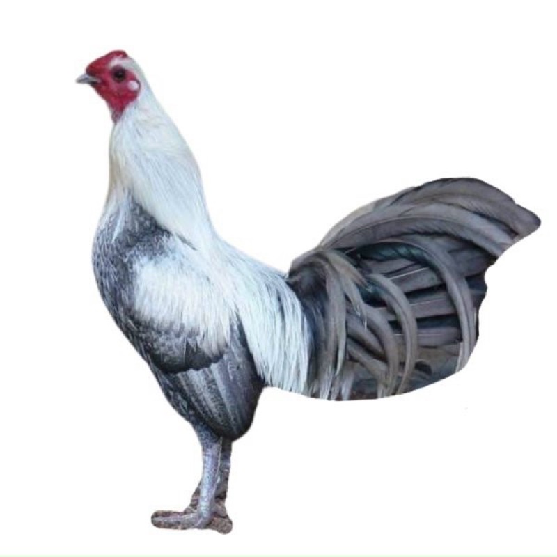 Gà Đá 3D, Gà thú bông, gà tập lực cho gà đá