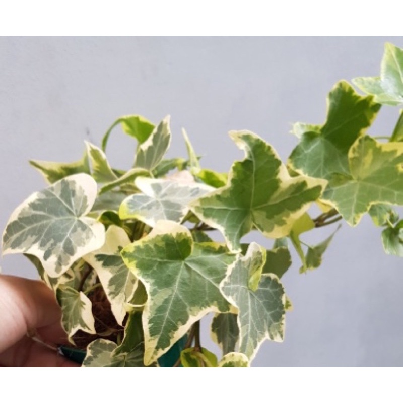 Cây thường xuân cẩm thạchh