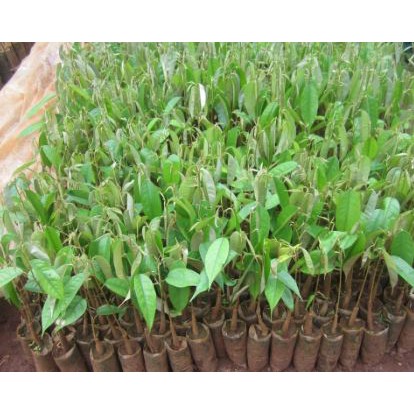 Cây giống táo lê Đài Loan - Táo Thái - cho trái to  vỏ mỏng, ăn giòn ngon và ngọt - Trang Flower