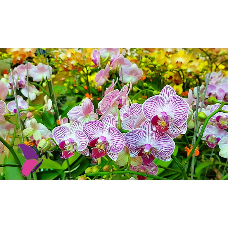 Phân bón kích rễ Vitamin B1 Thái Start chai lớn 1L dùng cho moi loại cây