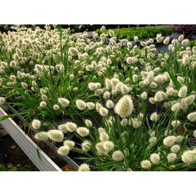 [GIÁ GỐC] Hạt Giống Cỏ Đuôi Thỏ - 0.2 gram